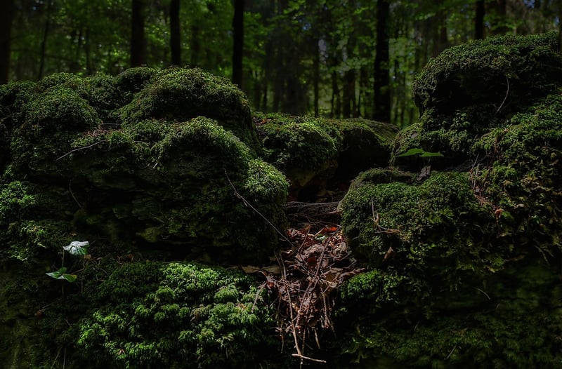 Enchanted Grove Locations