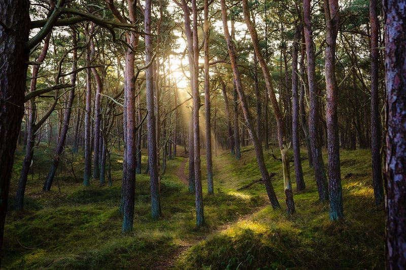 Forest Wall Art