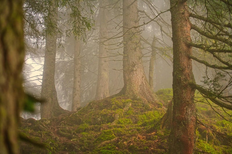 Forest Wedding Photo